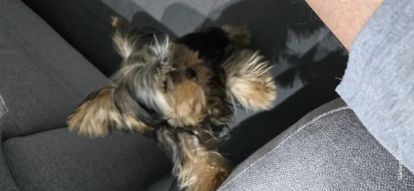 Yorkshire Terrier originale piccola taglia maschio Non egrave un giocattolo | Foto 1