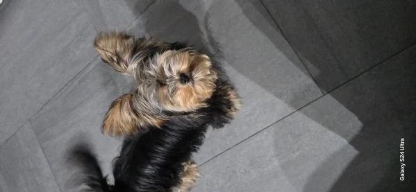 Yorkshire Terrier originale piccola taglia maschio Non egrave un giocattolo | Foto 0