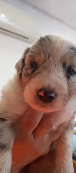 Cuccioli pastore australiano