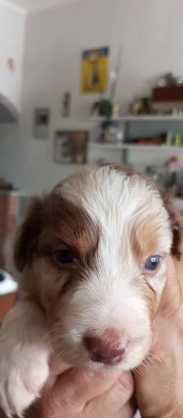 Cuccioli pastore australiano | Foto 6