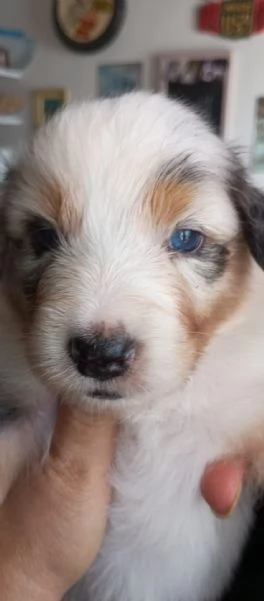 Cuccioli pastore australiano | Foto 5