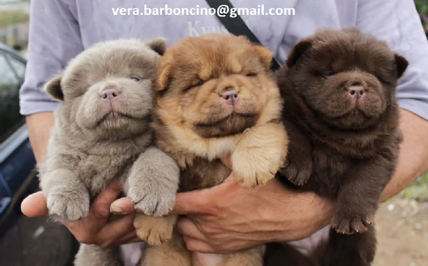 Regalo Bianchi cuccioli di Chow Chow Cuccioli di Chow Chow bianchi  crema  molto belli Maschi e f