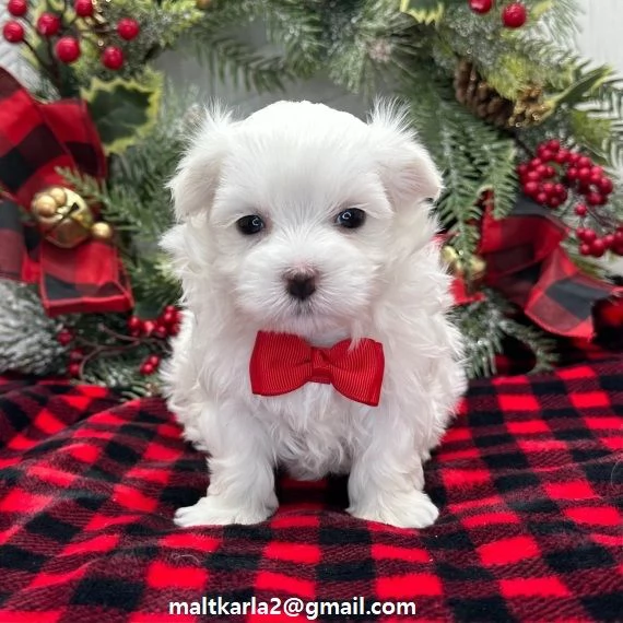 maltese CUCCIOLI MASCHIO E FEMMINA bellissimi cuccioli di maltese maschio e femmina si consegnan