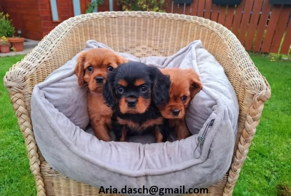 regalo cavalier king cuccioli meravigliosi   nati in casa da nostri esemplari ipertipici carattere 