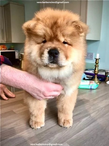  Regalo Bianchi cuccioli di Chow Chow Cuccioli di Chow Chow bianchi  crema  molto belli Maschi e 