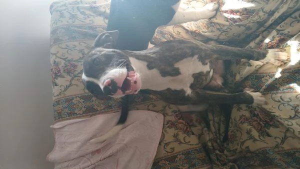 Cagnolina pitbull di 2 anni tigrata