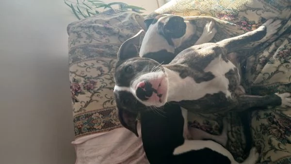 Cagnolina pitbull di 2 anni tigrata | Foto 0