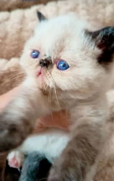 Cucciole Esotiche  | Foto 1