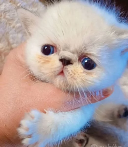 Cucciole Esotiche 
