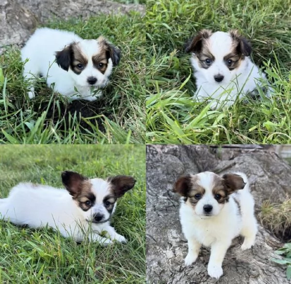 regalare un cucciolo di papilon a una famiglia amorevole | Foto 2
