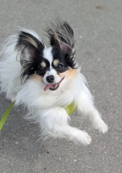 regalare un cucciolo di papilon a una famiglia amorevole | Foto 1