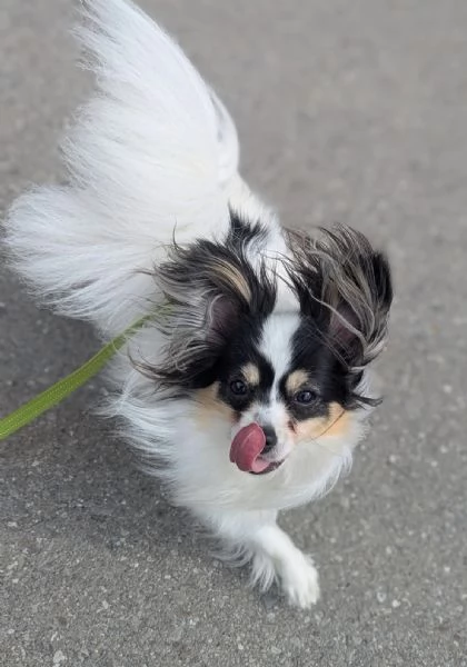 regalare un cucciolo di papilon a una famiglia amorevole