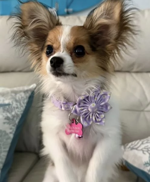 Affido questo cucciolo di papillon a una famiglia amorevole | Foto 2