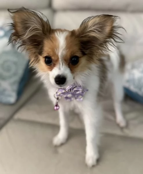 Affido questo cucciolo di papillon a una famiglia amorevole