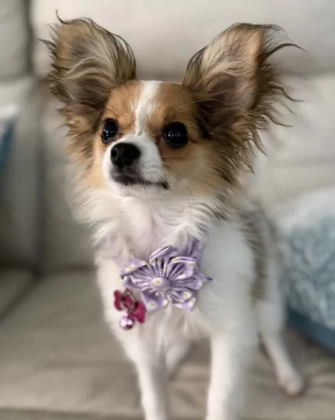 Affido questo cucciolo di papillon a una famiglia amorevole | Foto 1