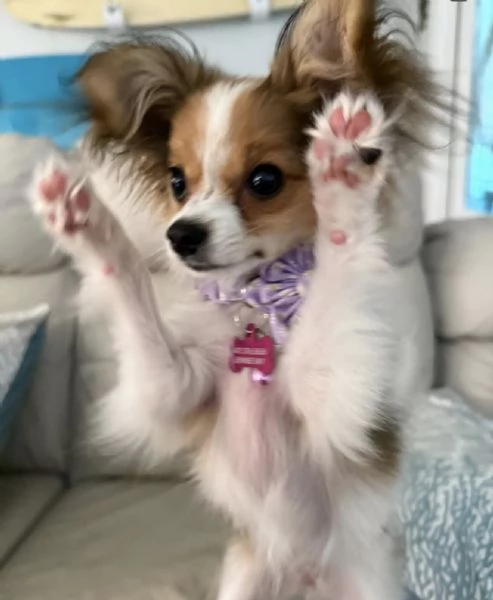 Affido questo cucciolo di papillon a una famiglia amorevole | Foto 0