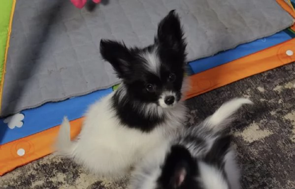 Affido questo cucciolo di papillon a una famiglia amorevole | Foto 1