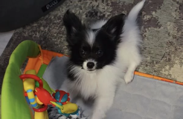 Affido questo cucciolo di papillon a una famiglia amorevole