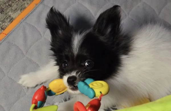 Affido questo cucciolo di papillon a una famiglia amorevole | Foto 0