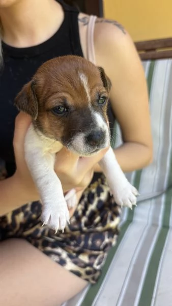 Cuccioli di jack Russell 