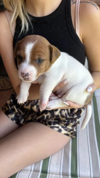 Cuccioli di jack Russell  | Foto 5