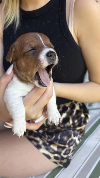 Cuccioli di jack Russell  | Foto 4