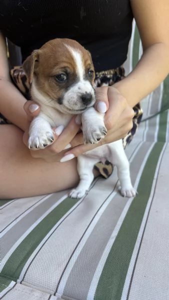 Cuccioli di jack Russell  | Foto 3