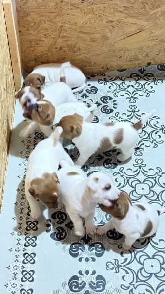 Cuccioli di jack Russell  | Foto 1