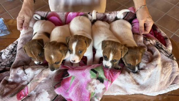 Cuccioli di jack Russell  | Foto 0