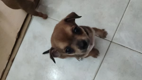 Cani Chihuahua  | Foto 2