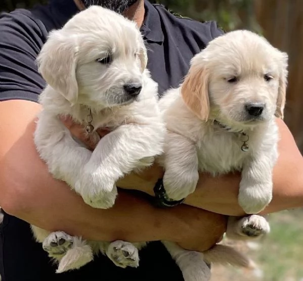 Meravigliosi cuccioli Golden Retriever