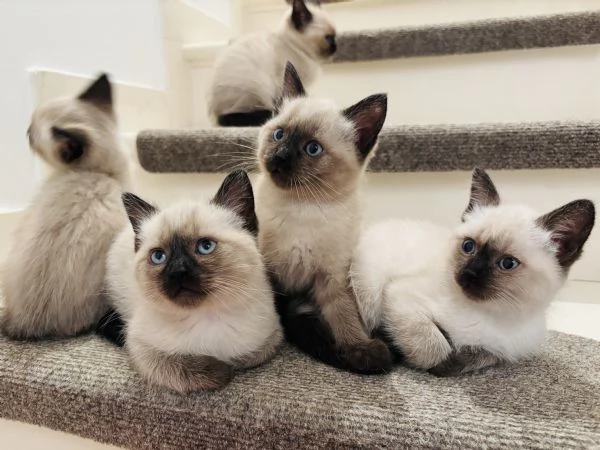 Cuccioli siamese
