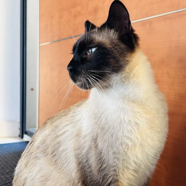 Cuccioli siamese | Foto 5