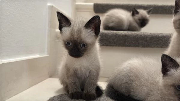 Cuccioli siamese | Foto 4