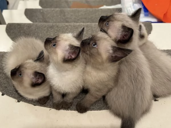 Cuccioli siamese | Foto 3