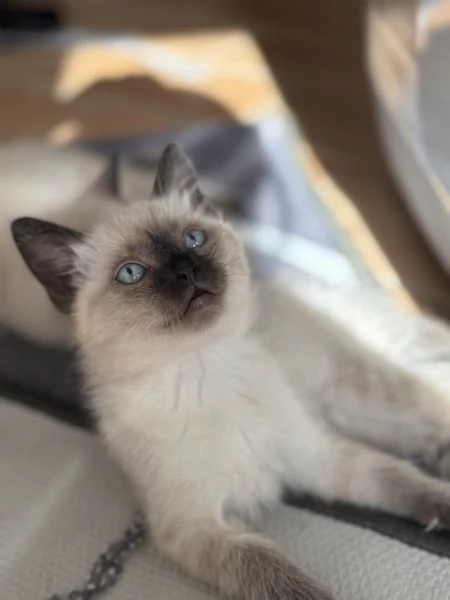 Cuccioli siamese | Foto 2