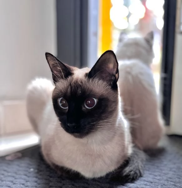 Cuccioli siamese | Foto 1