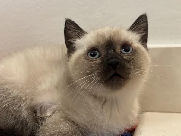Cuccioli siamese | Foto 0