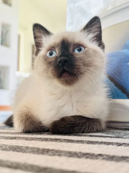 Siamese Seal Point | Foto 4