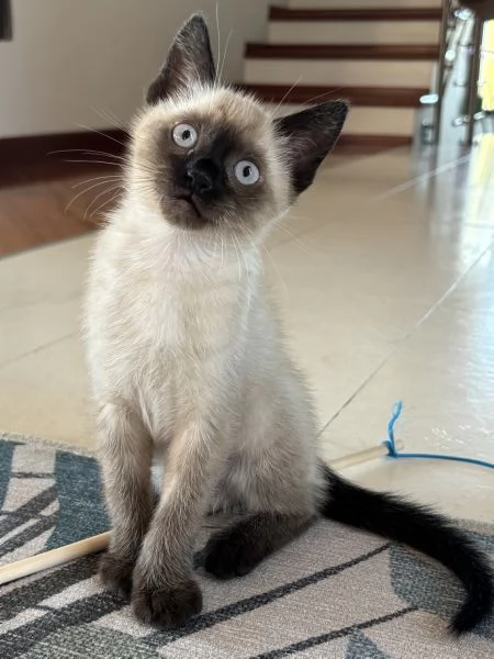 Siamese Seal Point | Foto 1