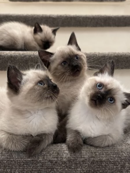 Siamese Seal Point