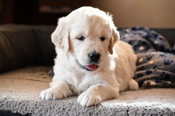 CUCCIOLI DI GOLDEN RETRIEVER | Foto 0