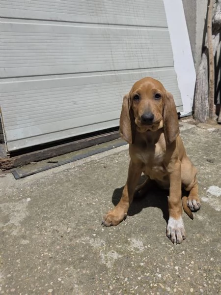 In vendita una cucciola femmina di Segugio  Italiano puro  Nata il 19032026  No pedigree  Genito