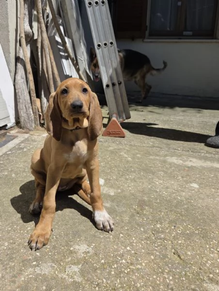 In vendita una cucciola femmina di Segugio  Italiano puro  Nata il 19032026  No pedigree  Genito | Foto 3