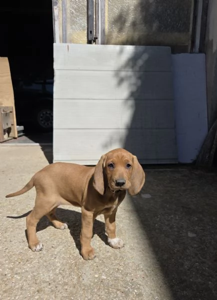 In vendita una cucciola femmina di Segugio  Italiano puro  Nata il 19032026  No pedigree  Genito | Foto 2