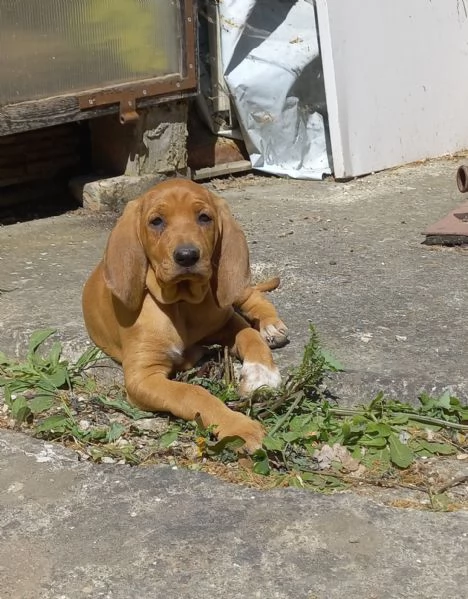 In vendita una cucciola femmina di Segugio  Italiano puro  Nata il 19032026  No pedigree  Genito | Foto 1