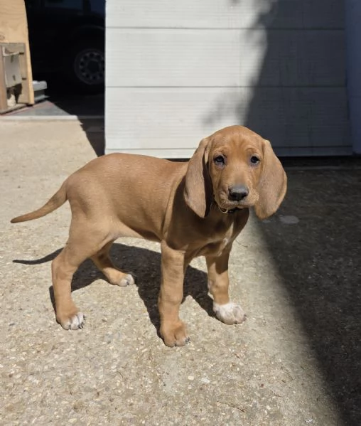 In vendita una cucciola femmina di Segugio  Italiano puro  Nata il 19032026  No pedigree  Genito | Foto 0