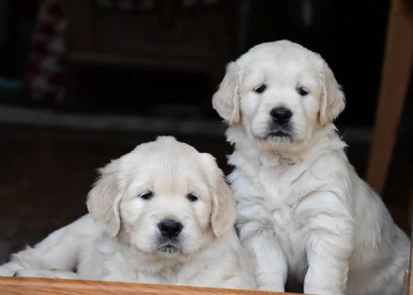 Disponibili cuccioli di Golden Retriever