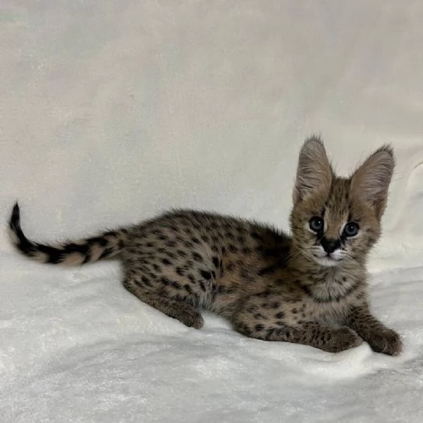 Disponibili cuccioli di serval esotico di alta qualitagrave