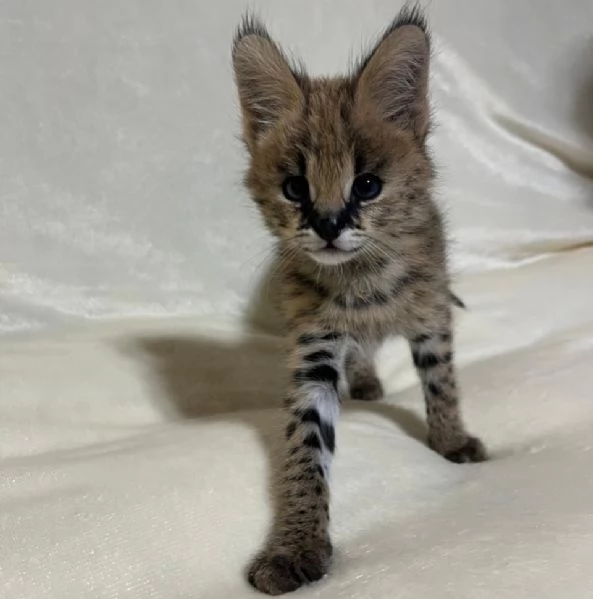 Disponibili cuccioli di serval esotico di alta qualitagrave | Foto 2